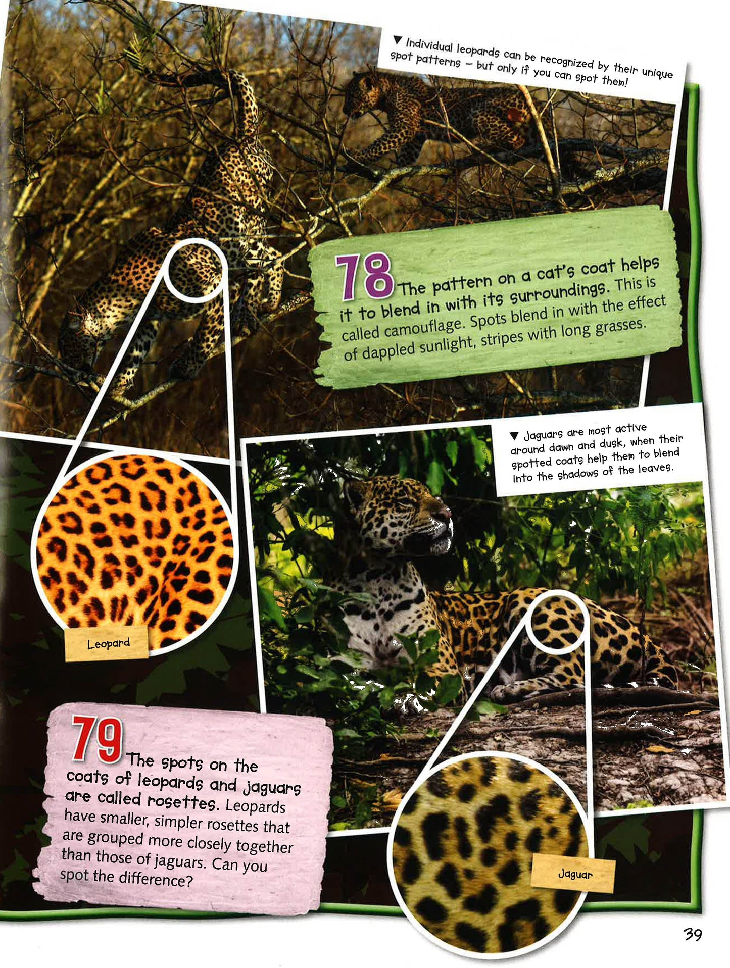 100 Facts Big Cats