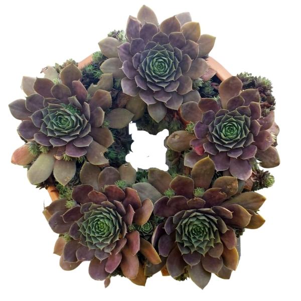 Living Wreath Planter