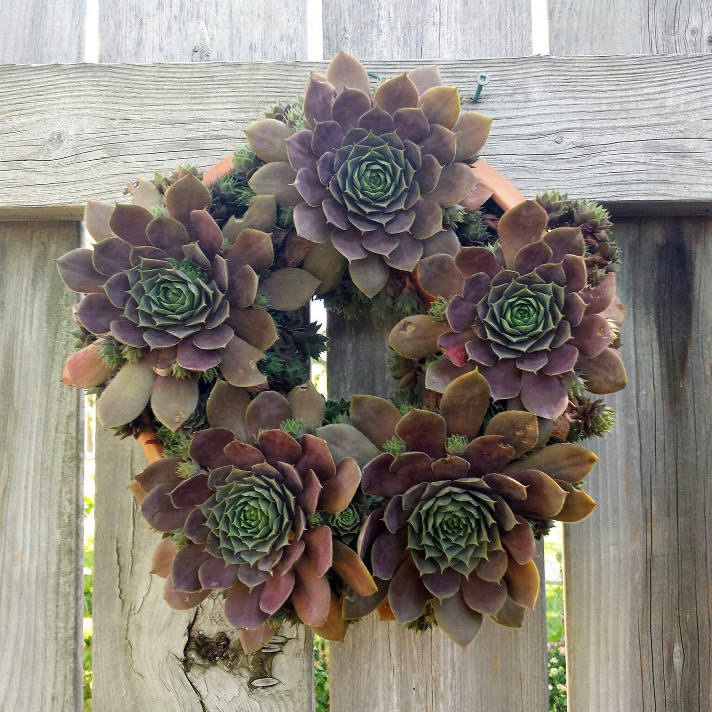 Living Wreath Planter