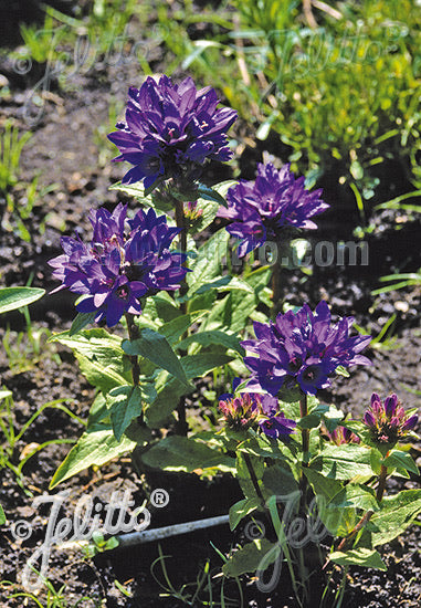 Campanula glomerata var. acaulis