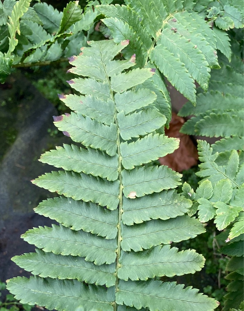 Dryopteris cycadina atrata - AGM